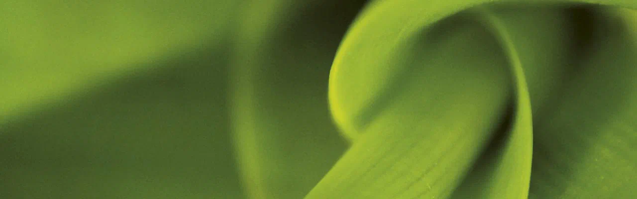 Eingerolltes grünes Blatt in Nahaufnahme
