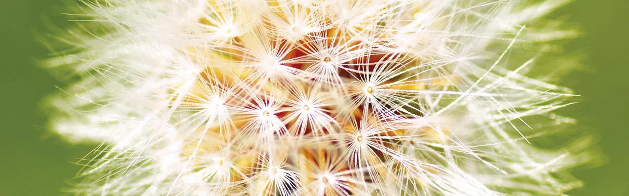 Pusteblume mit feinen Samenschirmchen in Nahaufnahme