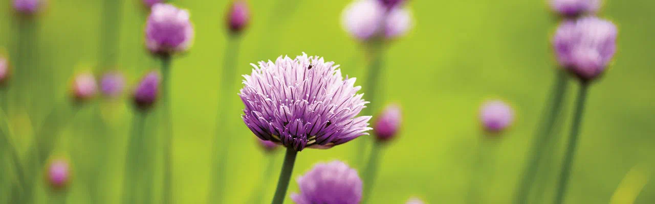 Violette Schnittlauchblüte auf grüner Wiese