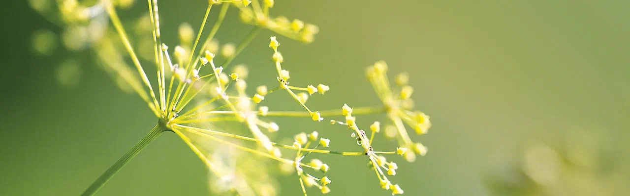 Gelbe Dillblüte im Gegenlicht