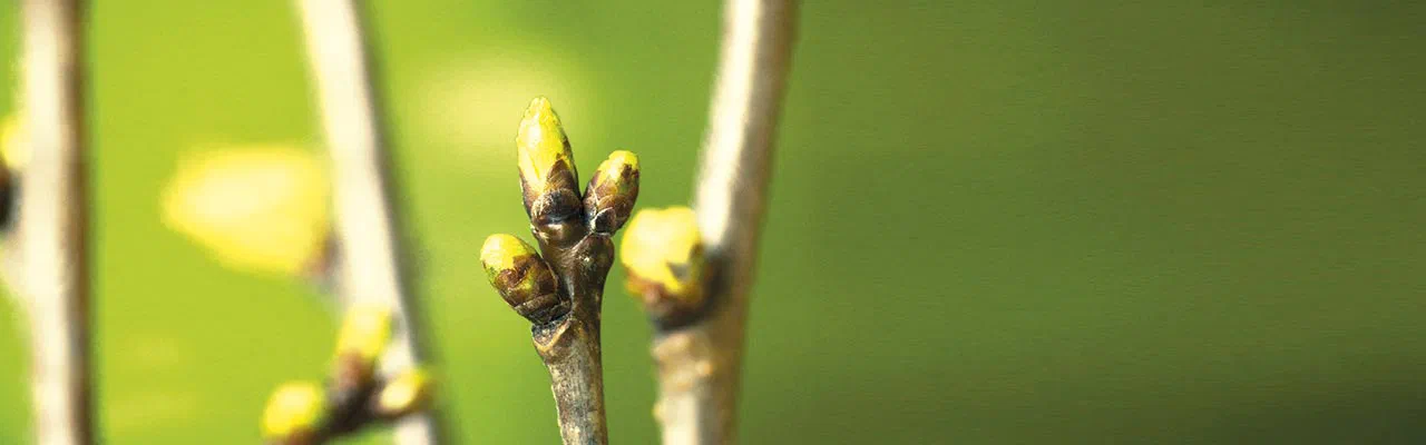 Austreibende Knospen an einem Zweig im Frühling